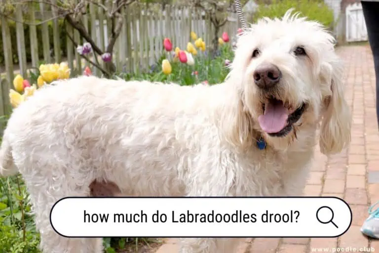 How Much Do Labradoodles Drool?
