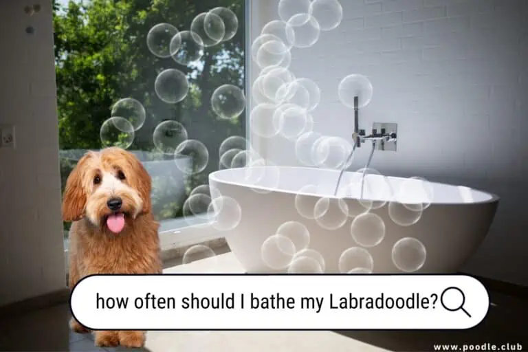 How Often Should I Bathe My Labradoodle? Expert Tips and Guidelines