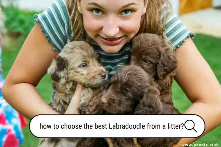 How to Choose the Best Labradoodle from a Litter? [Expert Tips]