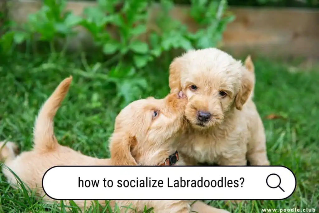how to socialize Labradoodles