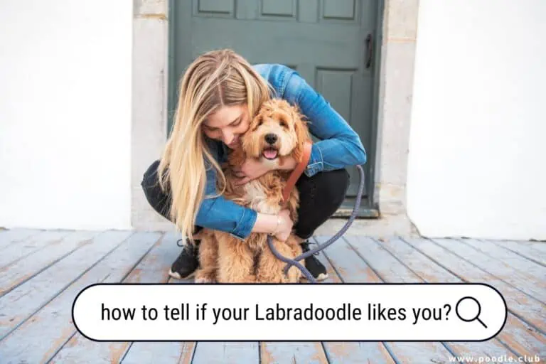 How to Tell if Your Labradoodle Likes You? [6 Key Signs]