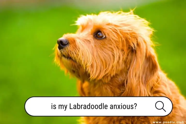 Is My Labradoodle Anxious? Understanding Your Dog’s Behavior