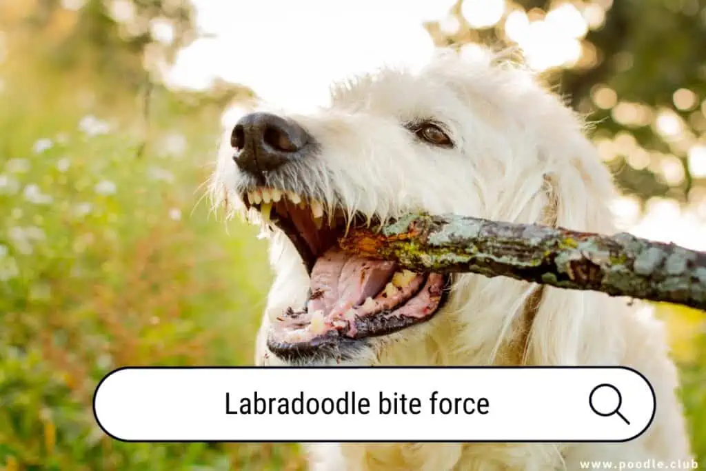 Labradoodle bite force