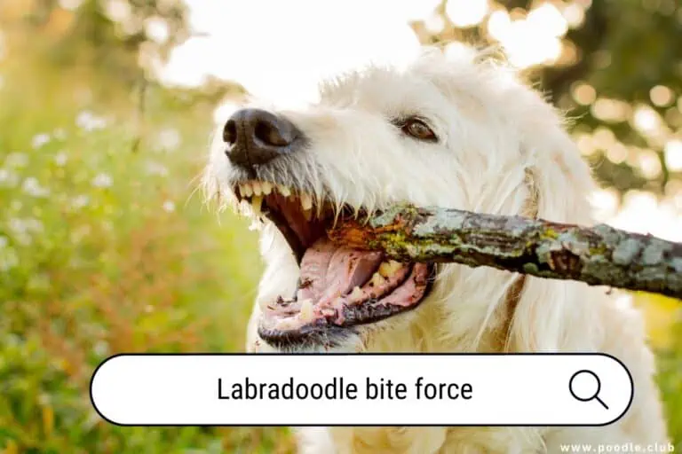 Labradoodle Bite Force [Stats] Exploring the Strength of their Jaws