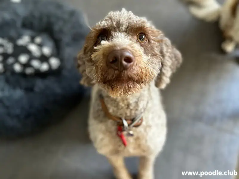 Labradoodle looks up and curious