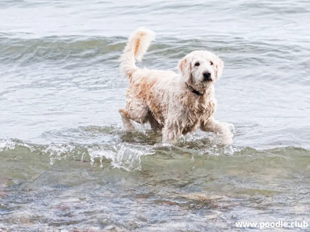 Labradoodle plays on the water