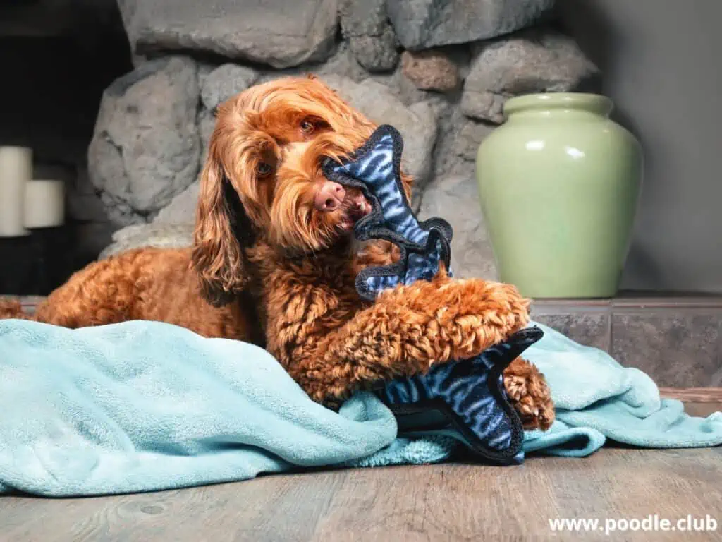 Labradoodle plays with a toy