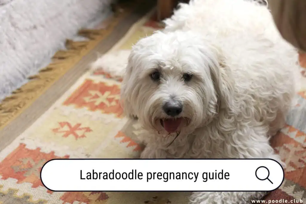 Labradoodle pregnancy guide