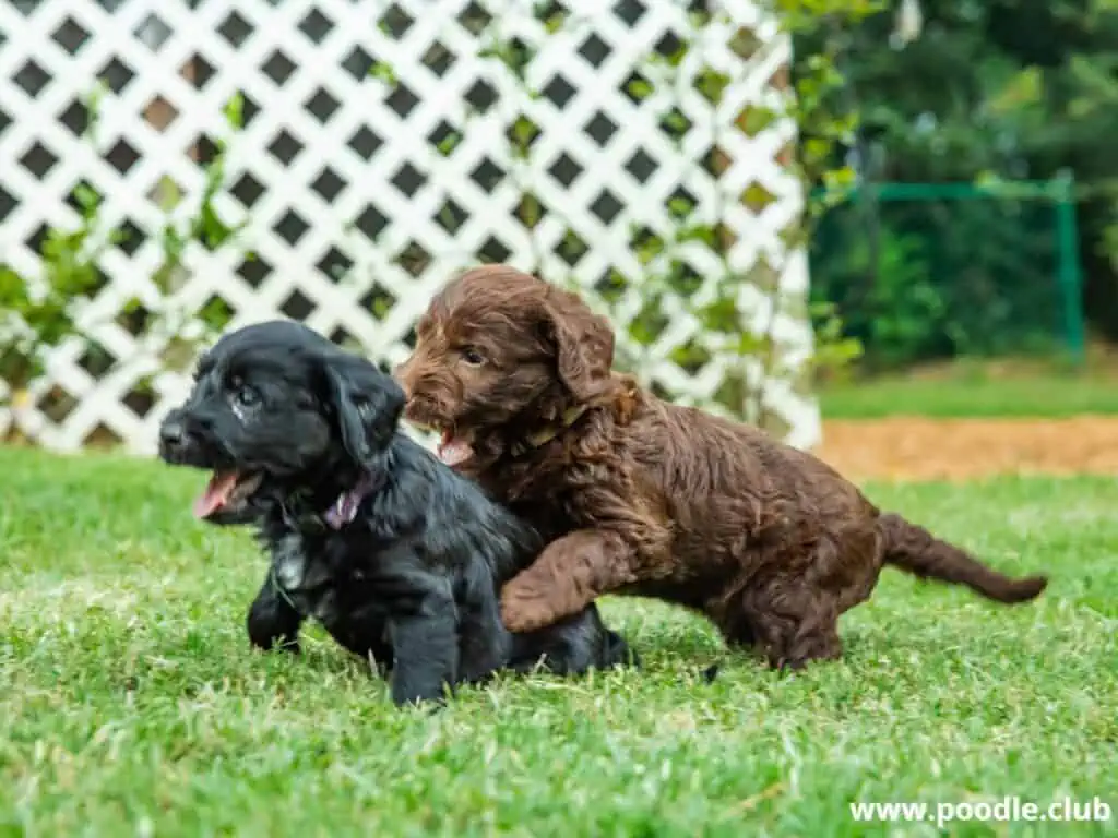 Labradoodle puppies play together