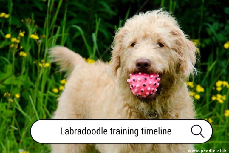 Labradoodle Training Timeline: Essential Steps and Tips
