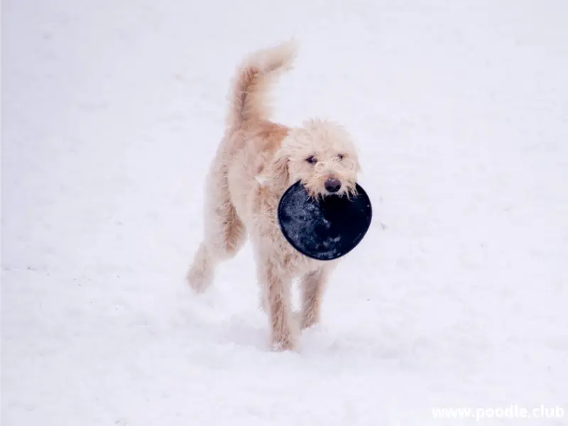Labradoodle with frisbee in mouth