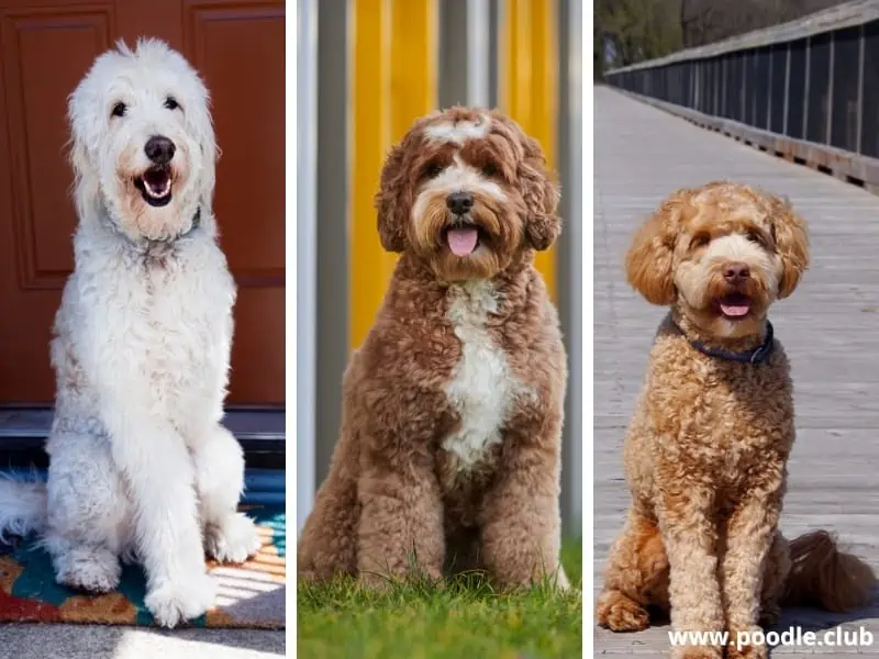 three Labradoodles sit on different locations