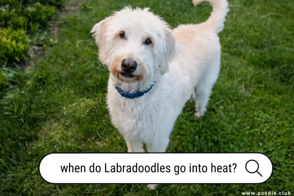 when do Labradoodles go into heat