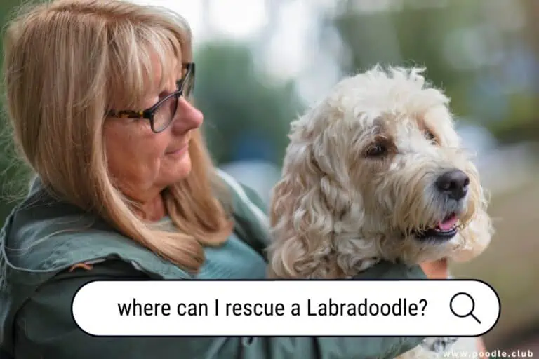 Where Can I Rescue a Labradoodle? Top Adoption Centers & Tips