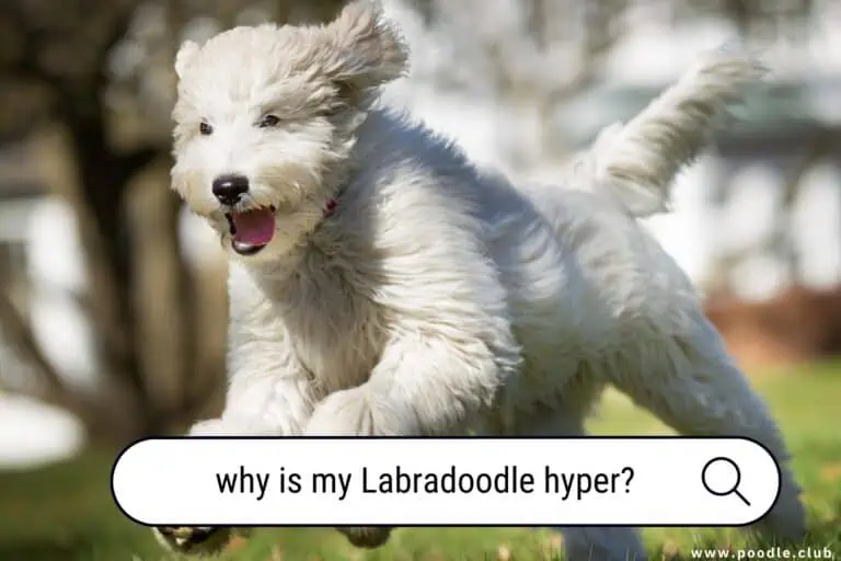 Why is My Labradoodle Hyper? Investigating the Top Causes