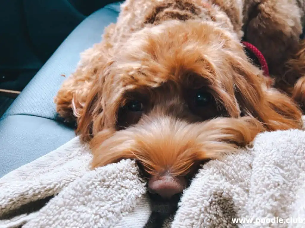 Miniature Labradoodle lying on the seat