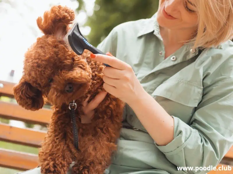 woman brushes Toy Poodle